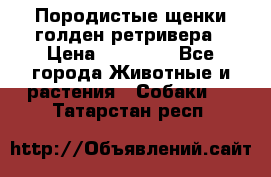 Породистые щенки голден ретривера › Цена ­ 25 000 - Все города Животные и растения » Собаки   . Татарстан респ.